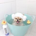 Sữa tắm cho chó cao cấp HYPONIC Hypoallergenic, làm dày & phồng lông